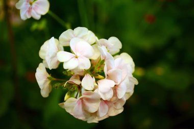 Turuncu laleler, kırmızı, sarı ve Tayland parklarda renkli bitkiler kış çiçek