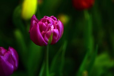 Turuncu laleler, kırmızı, sarı ve Tayland parklarda renkli bitkiler kış çiçek