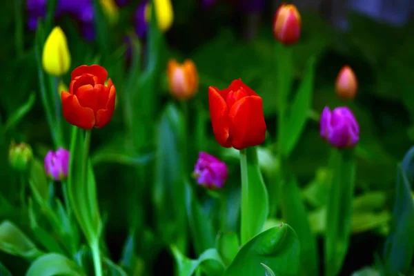 Belles Tulipes Rouges Dans Parc Dans Nature Fleurs Hiver Tulipes — Photo