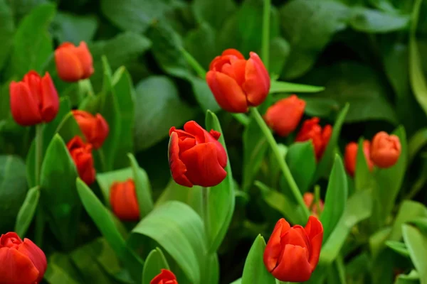 Winterblumen Orange Tulpen Rot Gelb Und Bunte Pflanzen Thailändischen Parks — Stockfoto