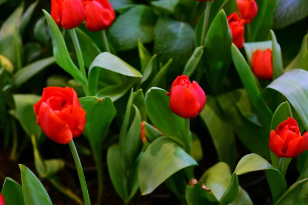 Winterblumen Orange Tulpen Rot Gelb Und Bunte Pflanzen Thailändischen Parks — Stockfoto