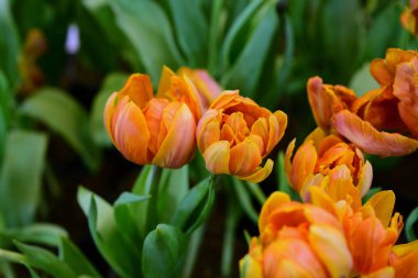 Açık havada çiçek açan bitkilerin yakın görüntüsü