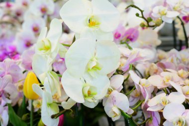 Açık havada çiçek açan bitkilerin yakın görüntüsü