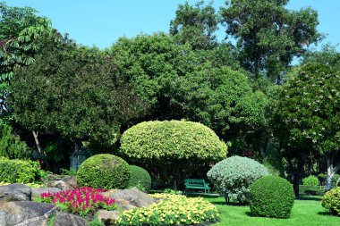 Bereketli yeşillikli güneşli parkın manzarası