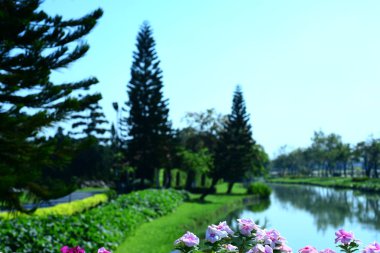 Bereketli yeşillikli güneşli parkın manzarası