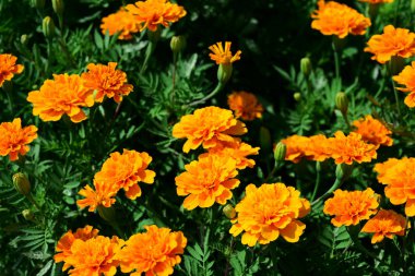 Açık havada çiçek açan bitkilerin yakın görüntüsü