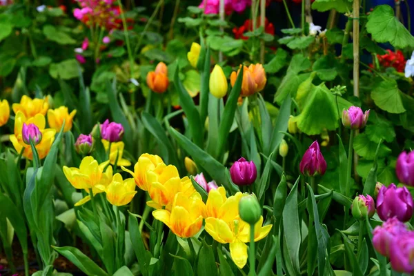 Flores Invierno Tulipanes Anaranjados Rojos Amarillos Plantas Colores Los Parques —  Fotos de Stock