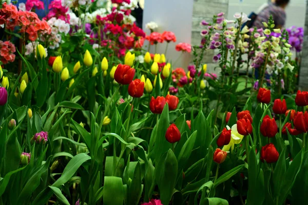 Flores Inverno Laranja Tulipas Vermelhos Amarelos Plantas Coloridas Parques Tailândia — Fotografia de Stock