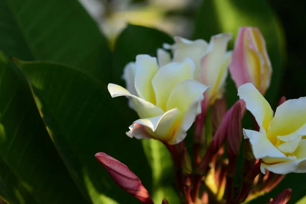 Plumeria Flower White Flower Yellow Flower White Flower Background Colorful — Stock Photo, Image