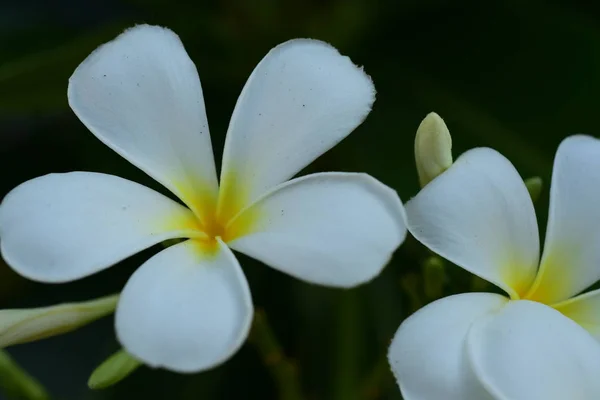 Biały Żółty Frangipani Kwiaty Liści Tle Plumeria Kwiat Kwitnący Zielony — Zdjęcie stockowe