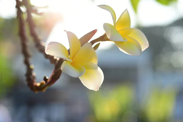 Biały Żółty Frangipani Kwiaty Liści Tle Plumeria Kwiat Kwitnący Zielony — Zdjęcie stockowe