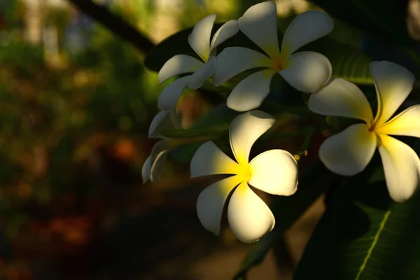 Flor Blanca Flor Yellow Fondo Flor Blanco Flores Colores Naturaleza —  Fotos de Stock