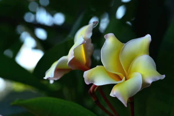 Белый Желтый Frangipani Цветы Листьями Заднем Плане Plumeria Цветок Цветения — стоковое фото