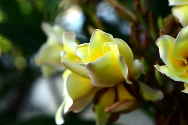 Plumeria Flower. white flower.yellow flower or white flower background.Colorful flowers in nature.Colorful flowers in nature.Plumeria blooming in the beach. White and yellow frangipani