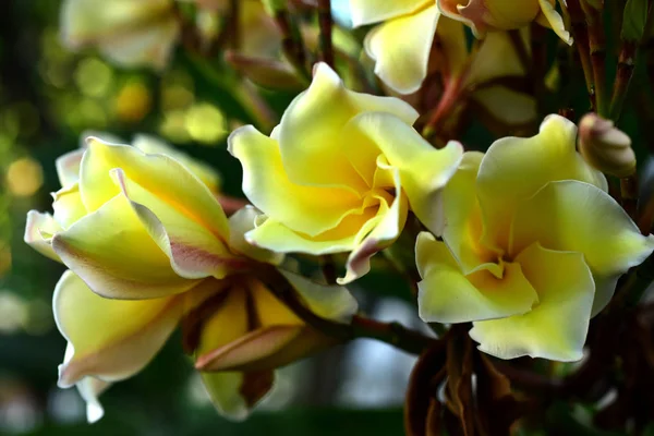 Plumeria Bloem Witte Flower Yellow Bloem Witte Bloem Achtergrond Kleurrijke — Stockfoto