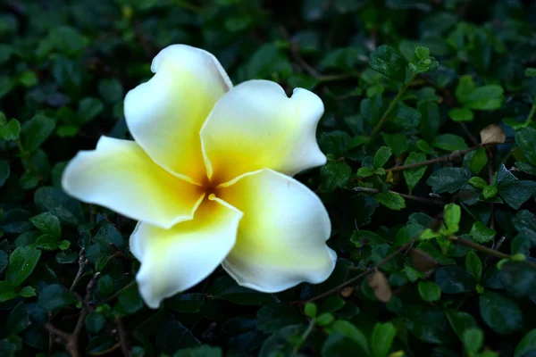 Fleurs Frangipani Blanches Jaunes Avec Des Feuilles Arrière Plan Plumeria — Photo