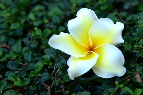 Flower Yellow Biały Kwiat Lub Białe Tło Kwiat Kolorowe Kwiaty — Zdjęcie stockowe