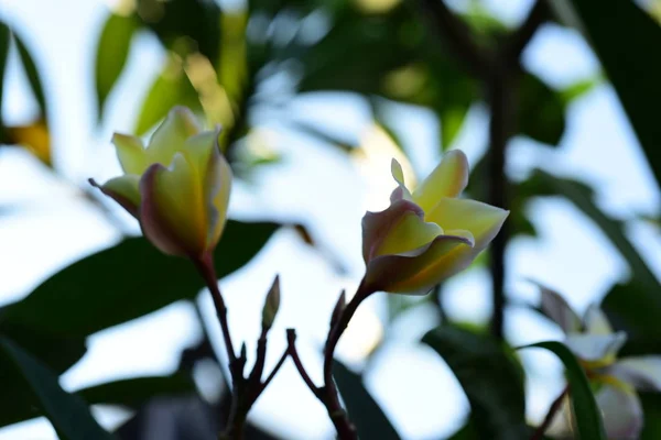 Plumeria Flower Fleur Blanche Fleur Jaune Fond Fleur Blanche Fleurs — Photo