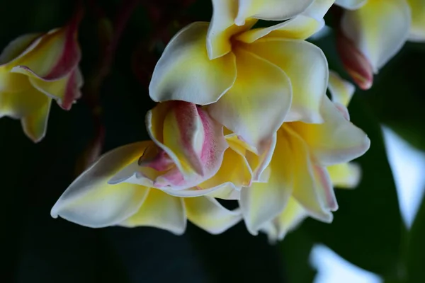 Plumeria Flower. white flower.yellow flower or white flower background.Colorful flowers in nature.Colorful flowers in nature.Plumeria blooming in the beach. White and yellow frangipani