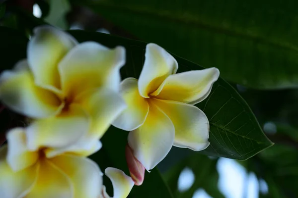 white flower.yellow flower or white flower background.Colorful flowers in nature.Colorful flowers in nature.Plumeria blooming in the beach. White and yellow frangipani