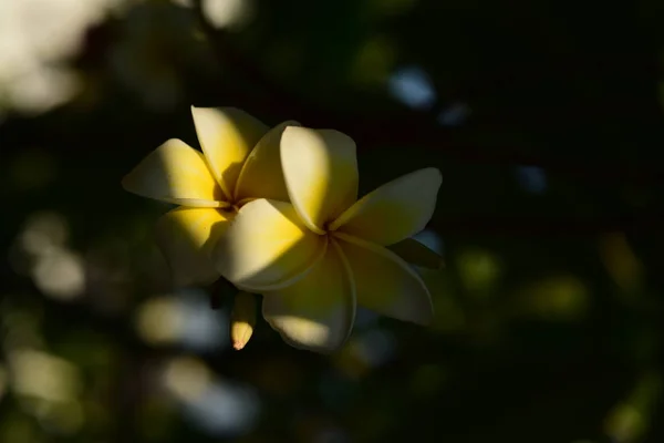 Plumeria Flower Fleur Blanche Fleur Jaune Fond Fleur Blanche Fleurs — Photo