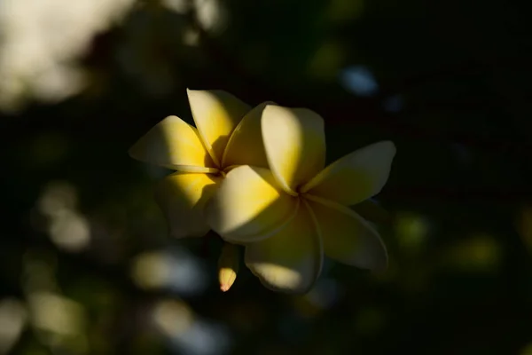 白色的花 黄色的花或白色的花背景 大自然中五颜六色的花朵 大自然中五颜六色的花朵 在海滩上绽放的普拉米利亚 白色和黄色弗兰基帕尼 — 图库照片