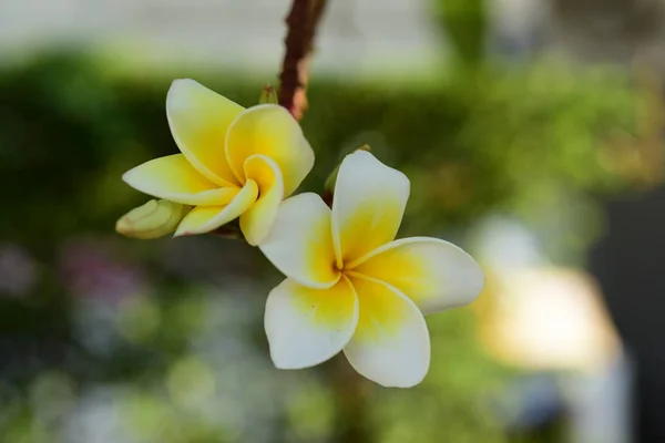 Flores Brancas Amarelas Frangipani Com Folhas Fundo Flor Plumeria Florescendo — Fotografia de Stock