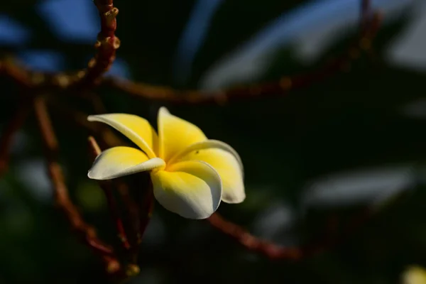 Белый Желтый Frangipani Цветы Листьями Заднем Плане Plumeria Цветок Цветения — стоковое фото