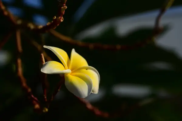 Biały Żółty Frangipani Kwiaty Liści Tle Plumeria Kwiat Kwitnący Zielony — Zdjęcie stockowe