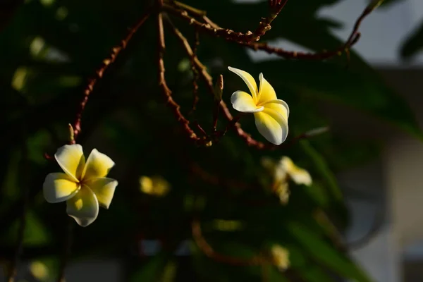 Plumeria Çiçek Beyaz Flower Yellow Çiçek Beyaz Çiçek Arka Plan — Stok fotoğraf