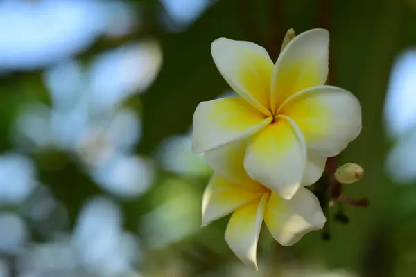 Fiori Frangipani Bianchi Gialli Con Foglie Sullo Sfondo Fiore Plumeria — Foto Stock