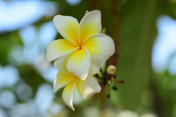 Plumeria Květina Bílá Flower Yellow Květina Nebo Bílé Květinové Pozadí — Stock fotografie