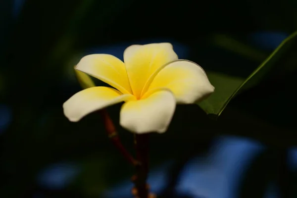 Белый Желтый Frangipani Цветы Листьями Заднем Плане Plumeria Цветок Цветения — стоковое фото