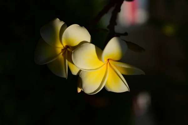 Biały Żółty Frangipani Kwiaty Liści Tle Plumeria Kwiat Kwitnący Zielony — Zdjęcie stockowe