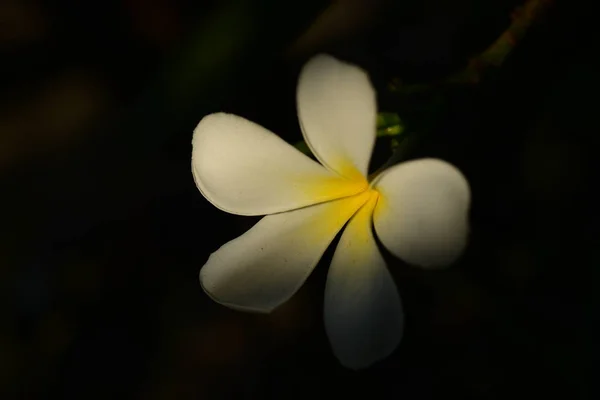 Plumeria Flower White Flower Yellow Flower White Flower Background Colorful — Stock Photo, Image