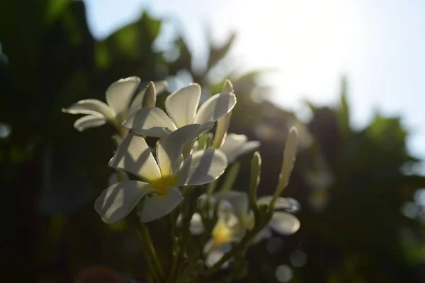 White Yellow Frangipani Flowers Leaves Background Plumeria Flower Blooming Green — Stock Photo, Image