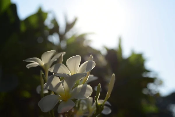 白色和黄色的弗兰基帕尼花 背景有叶子 梅花盛开 天空明亮 — 图库照片