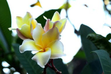 Plumeria çiçek. Beyaz flower.yellow çiçek ya da beyaz çiçek arka plan. Renkli çiçekler doğada. Renkli çiçekler doğada. Plumeria beach çiçeklenme. Beyaz ve sarı frangipani 