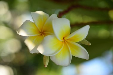 Plumeria çiçek. Beyaz flower.yellow çiçek ya da beyaz çiçek arka plan. Renkli çiçekler doğada. Renkli çiçekler doğada. Plumeria beach çiçeklenme. Beyaz ve sarı frangipani 0