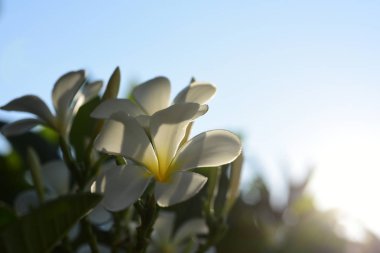 Beyaz ve sarı frangipani çiçek yaprakları arka plan ile. Plumeria çiçek çiçek açan ve yeşil yaprak ile parlak gök .