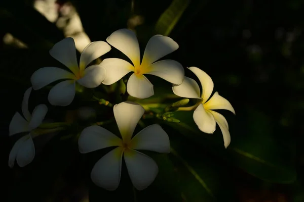 Weiße Flower Yellow Blume Oder Weiße Blume Background Bunte Blumen — Stockfoto