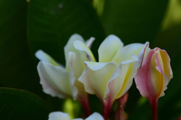 Fiori Frangipani Bianchi Gialli Con Foglie Sullo Sfondo Fiore Plumeria — Foto Stock