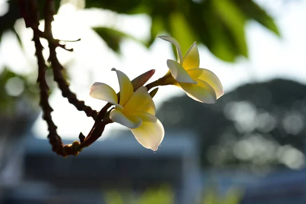 Fleurs Frangipani Blanches Jaunes Avec Des Feuilles Arrière Plan Plumeria — Photo