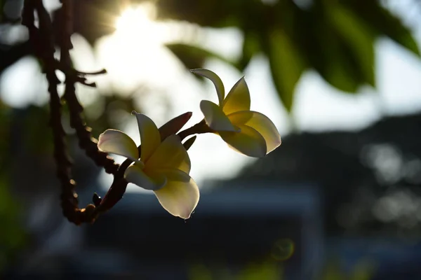 Fehér Sárga Frangipáni Virágok Levelek Háttérben Plumeria Virág Virágzó Zöld — Stock Fotó