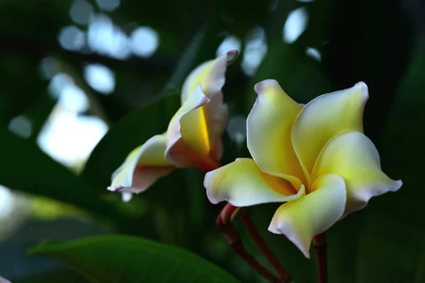 Белый Желтый Frangipani Цветы Листьями Заднем Плане Plumeria Цветок Цветения — стоковое фото