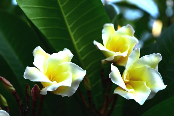 Weiße Und Gelbe Frangipani Blüten Mit Blättern Hintergrund Plumeria Blume — Stockfoto