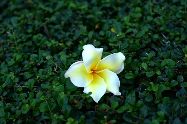 バック グラウンドでの葉で白と黄色のプルメリアのお花 明るい空とプルメリアの花開花し — ストック写真