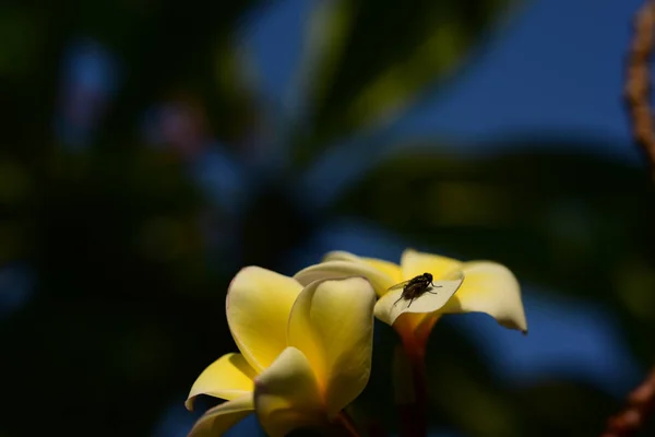 Fleurs Frangipani Blanches Jaunes Avec Des Feuilles Arrière Plan Plumeria — Photo