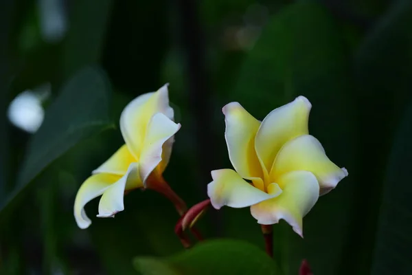 Plumeria Flower White Flower Yellow Flower White Flower Background Colorful — Stock Photo, Image