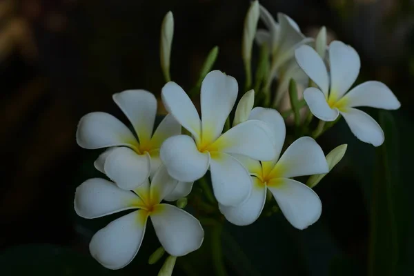 プルメリアの花 Flower Yellow の花や白い花の背景 自然の中の色とりどりの花 自然の中の色とりどりの花 ビーチに咲くプルメリア 白と黄色のプルメリア — ストック写真